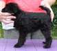 Superbe Femme Affenpinscher chiot - photo 1