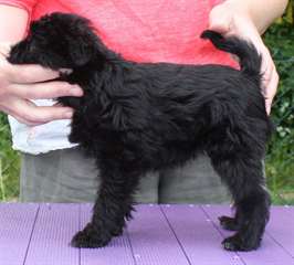 Superbe Femme Affenpinscher chiot
