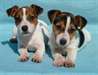 chiots jack russell terrier - photo 2