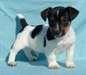 chiots jack russell terrier - photo 3