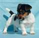 chiots jack russell terrier - photo 4