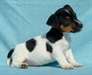 chiots jack russell terrier - photo 5