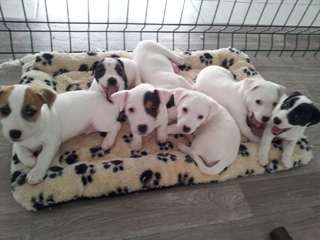 chiots jack russell terrier