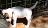 chiots jack russell terrier male et femelle - photo 2