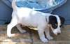 chiots jack russell terrier male et femelle - photo 3
