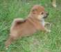 chiots shiba inu de 3 mois - photo 2