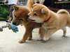chiots shiba inu de 3 mois - photo 3