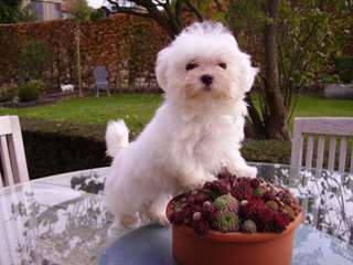 Adorables chiots de type bichon maltais