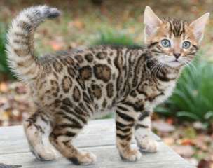 Magnifiques Type Chatons Savannah  Magnifiques Typ