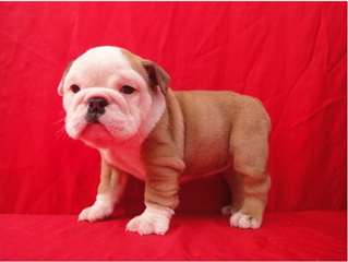 Super Beau Chiots Bulldog Anglais Chiots Bulldog A