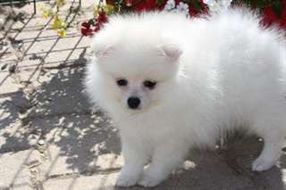 joli chiot SPITZ ALLEMAND Blanc femelle