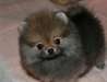 Bebes spitz disponibles - photo 2