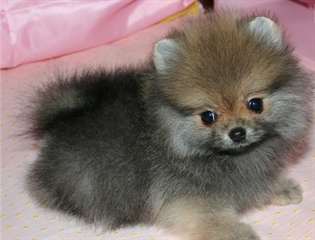 Bebes spitz disponibles