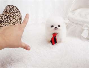 Bebes chiots poméranien