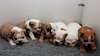 magnifique chiots bulldog anglais - photo 1
