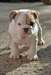 magnifique chiots bulldog anglais - photo 2