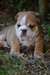 magnifique chiots bulldog anglais - photo 3