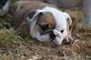 magnifique chiots bulldog anglais - photo 4
