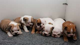 magnifique chiots bulldog anglais