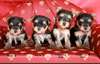 jolie chiots yorkshire toy - photo 1