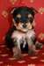 jolie chiots yorkshire toy - photo 2