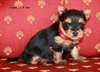 jolie chiots yorkshire toy - photo 3