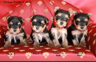 jolie chiots yorkshire toy