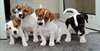 superbes chiots jack russell terrier - photo 1