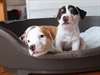 superbes chiots jack russell terrier - photo 2