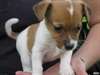 superbes chiots jack russell terrier - photo 3