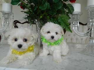 maltais, beaux garçons * T-tasse et la taille du j