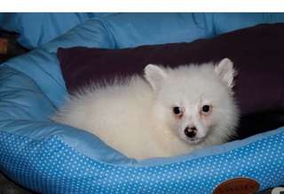 Je donne chiot de pomeranie