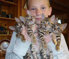 Chatons bengal  Chatons bengal je donne mes adorab