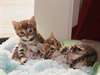 Chatons Bengal affectueux  Chatons Bengal affectue - photo 1