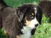 Chiots Bouvier bernois - photo 2
