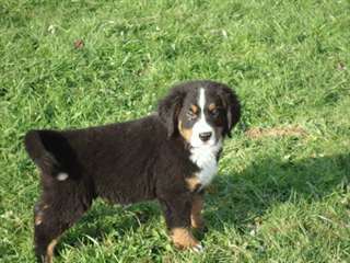 Chiots Bouvier bernois
