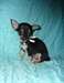 CHIHUAHUA - photo 1