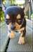 Superbe mâle chihuahua poils court - photo 2