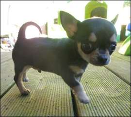 Superbe mâle chihuahua poils court
