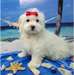 Superbe chiot  maltais LOF  Superbe mâle et femell - photo 1