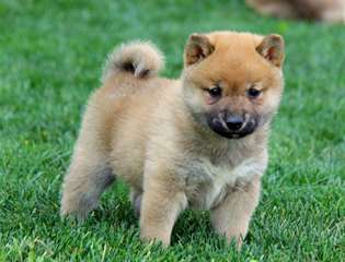 Adorable chiot type shiba inu  Reste une femelle e