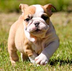 Adorables chiots bouledogue anglais à donner