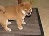 SUBLIME CHIOTS SHIBA-INU DISPONIBILE POUR ADOPTION - photo 1