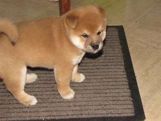 SUBLIME CHIOTS SHIBA-INU DISPONIBILE POUR ADOPTION