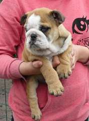 Chiots Bouledog Anglais