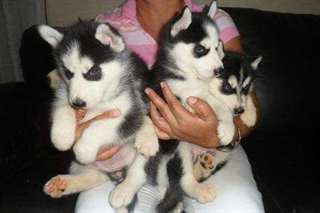 Chiots de race husky de sibérien disponible