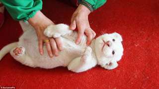 Lionceaux belles disponibles pour l'adoption