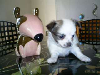 gentille chihuahua