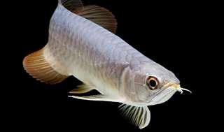 Poissons Asiatique Arowana et autres à vendre