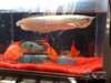 Poissons Asiatique Arowana et autres à vendre - photo 1
